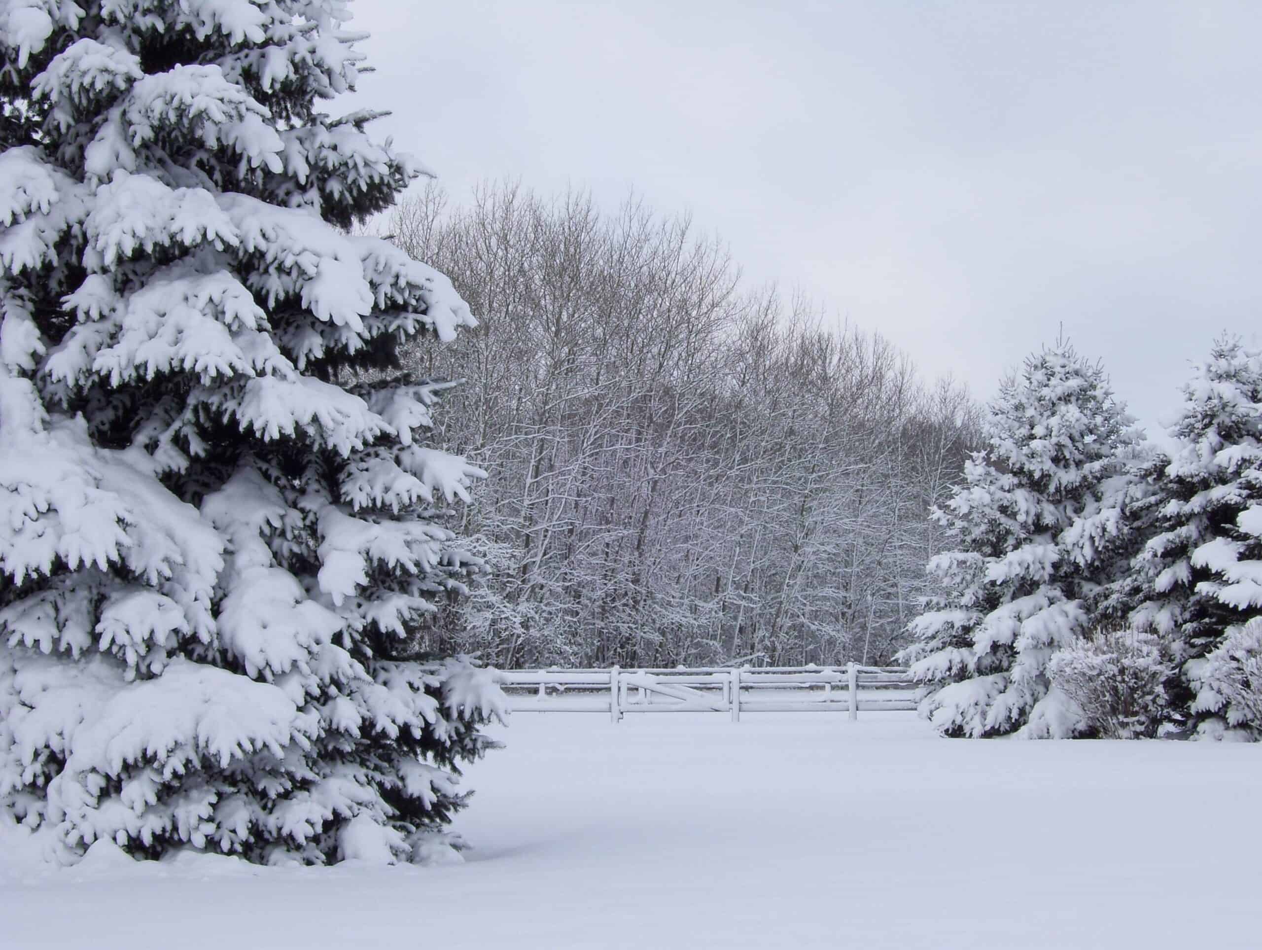 Snow landscape